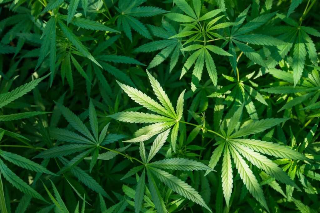 Facts You Must Know about CBD Strains