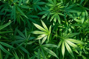 a25e6f2e-0e54-11e9-85d9-37db0e8cf837_image_hires_102842