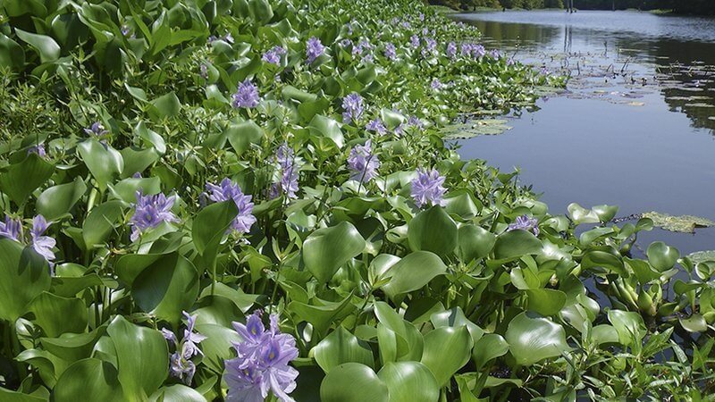 Invasive Aquatic Plants in Florida