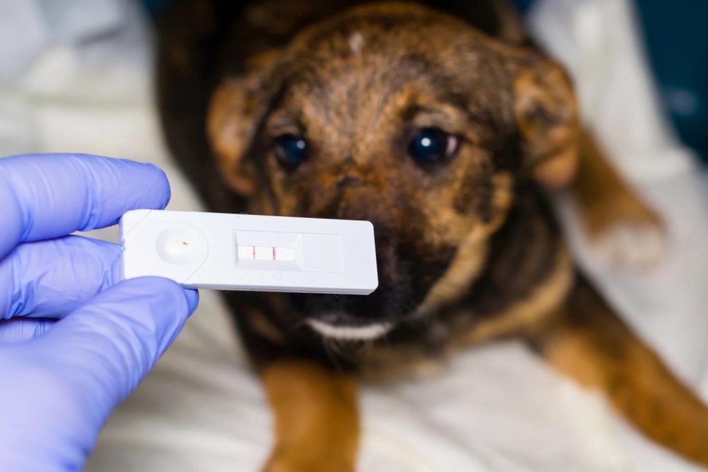 Why Frontline And Also Is A Must Have Animal Meds At House